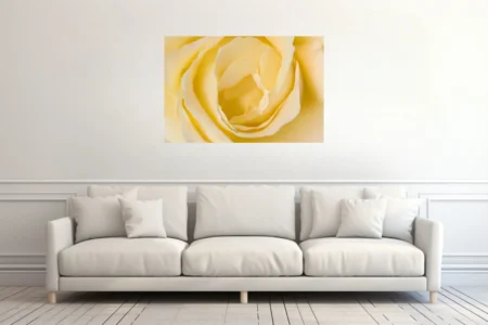 Macro yellow rose close-up, cream and butter petals, soft warm tones